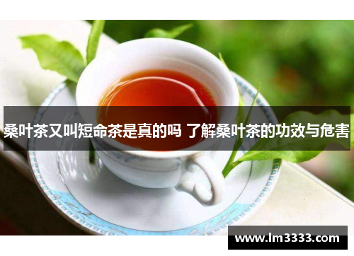 桑叶茶又叫短命茶是真的吗 了解桑叶茶的功效与危害