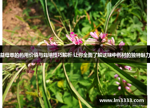 益母草的药用价值与栽培技巧解析 让你全面了解这味中药材的独特魅力